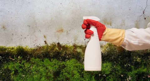Vinegar+Kill+Mold-1920w